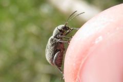 ニホンケブカサルハムシ
