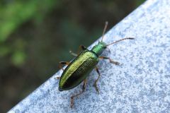 アオハムシダマシ
