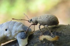 カシワクチブトゾウムシ
