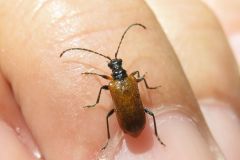 キバネニセハムシハナカミキリ