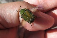 コアオハナムグリ