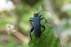 モモブトカミキリモドキ