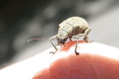 ニホンケブカサルハムシ