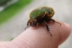 ナミハナムグリ