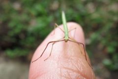 エダナナフシの幼虫