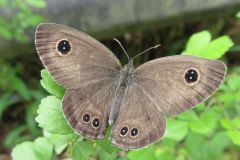ヒメウラナミジャノメ