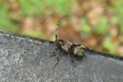 ヒトオビアラゲカミキリ