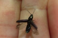 ムラサキヒメカネコメツキ