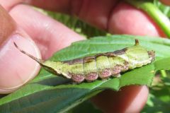 アシベニカギバの幼虫