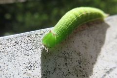 ヒカゲチョウの幼虫