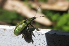 ケブカトゲアシクチブトゾウムシ