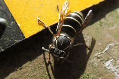 クロスズメバチ