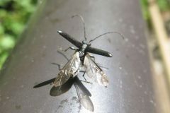 ミヤマルリハナカミキリ