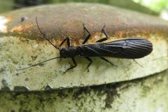 ナガカワゲラ?