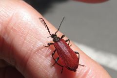 オニアカハネムシ