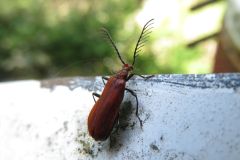 オニアカハネムシ