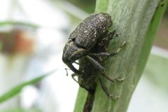 キスジアシナガゾウムシ