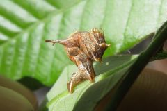 クロモンキリバエダシャクの幼虫
