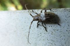 ナカジロサビカミキリ