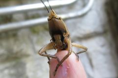 シブイロカヤキリ