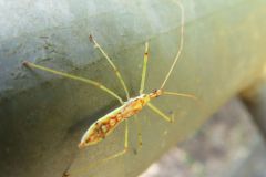 ヒゲナガサシガメの幼虫