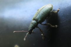 ヒラズネヒゲボソゾウムシ