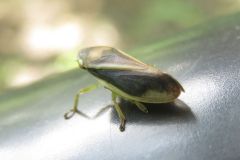 クロスジホソアワフキ