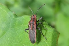 アカヘリナガカメムシ