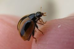 クロスジチャイロテントウ