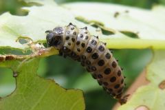 ヤナギハムシの幼虫