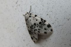 クシヒゲホシオビコケガ