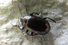 フトナガニジゴミムシダマシ