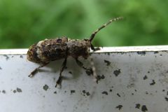 ヒメナガサビカミキリ