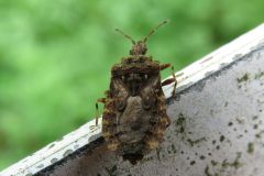 イボヒラタカメムシ