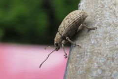 ケブカクチブトゾウムシ