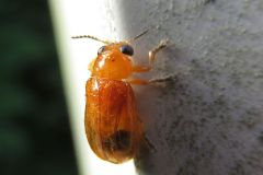 キイロナガツツハムシ