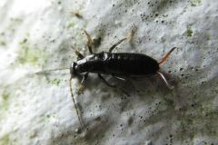 コブハサミムシの幼虫