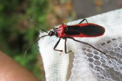 クロバアカサシガメ