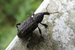 マツアナアキゾウムシ