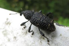リンゴアナアキゾウムシ