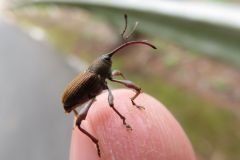 ツバキシギゾウムシ