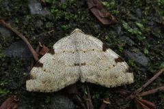 ウスクモエダシャク