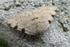 ウスクモエダシャク