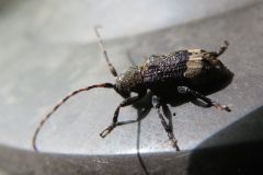 アトジロサビカミキリ