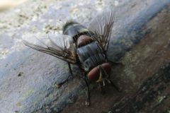 カイコノウジバエ