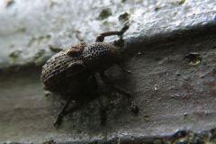 クワノコブコブゾウムシ