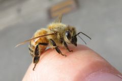 セイヨウミツバチ
