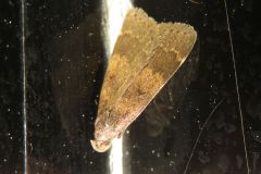 ソトウスグロアツバ