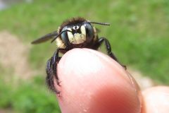 タイワンタケクマバチ