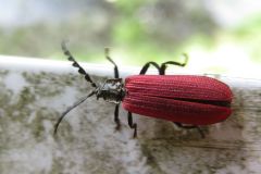 カクムネベニボタル